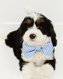 A fluffy black, white, and brown puppy sits on a white background wearing a festive bow tie from Petite Plume’s Seafarer Tartan collection, looking slightly upward.
